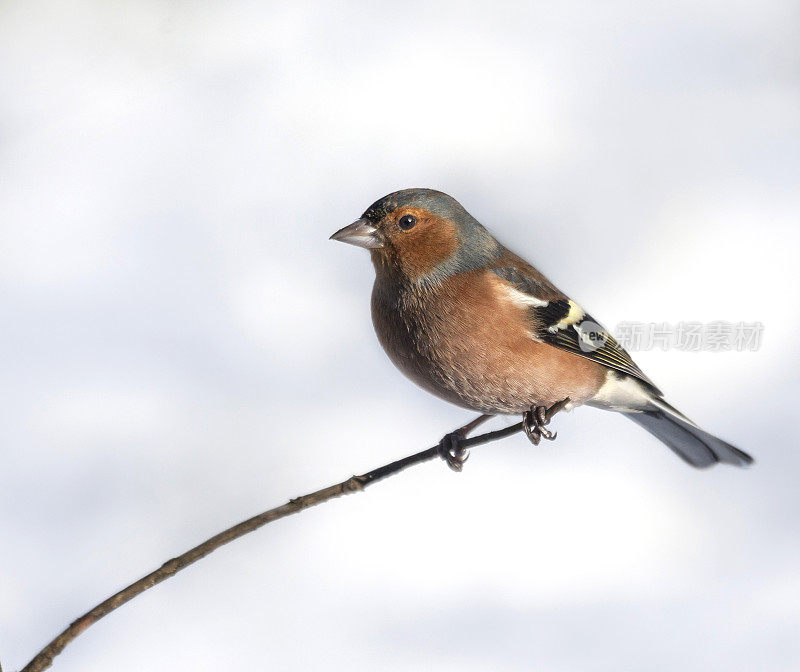 苍头燕雀，Fringilla coelebs，(雄性)在树枝上，迎着雪